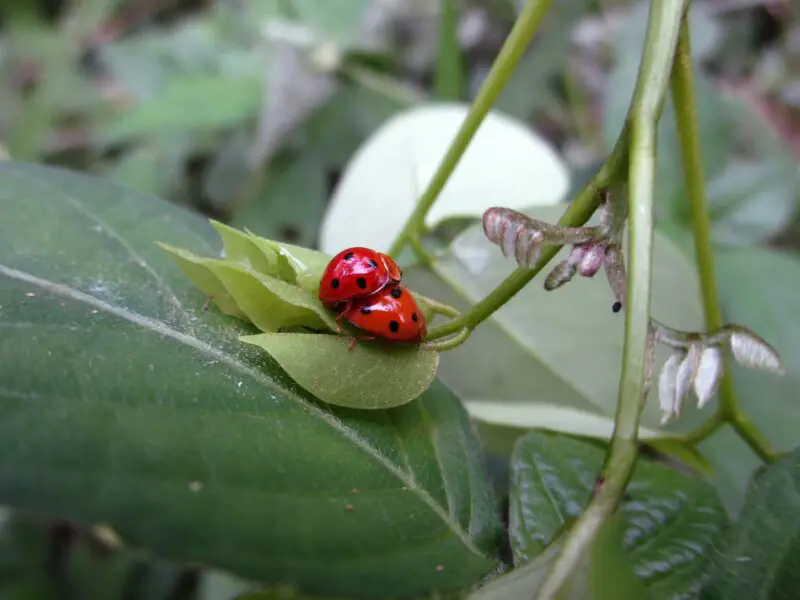 a ladybug sitting on top of a green leaf